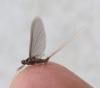 Serratella ignita